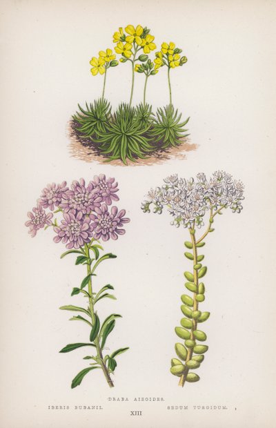 Draba aizoides；Iberis bubanii；Sedum turgidum（彩色石版画） 作者 英语学校