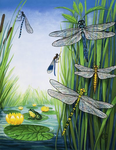 蜻蜓 作者 英语学校