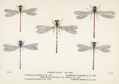 蜻蜓水蜻蜓（彩色石版画） 作者 英语学校