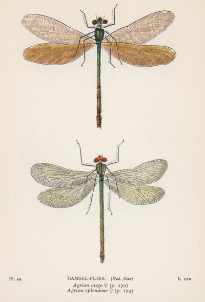 蜻蜓水蜻蜓（彩色石版画） 作者 英语学校
