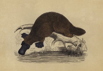 鸭嘴兽（彩色石版画） 作者 英语学校