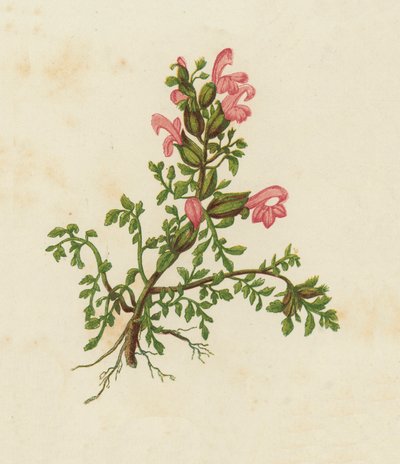 矮红蟋蟀，Pedicularis Sylvatica（彩色石版画） 作者 英语学校