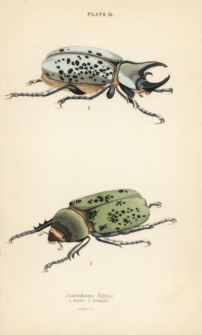 东部大力士甲虫，Dynastes tityus，雄性1，雌性2 作者 英语学校