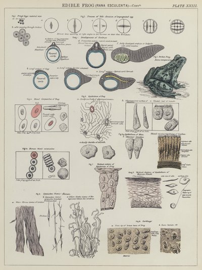 食用蛙，Rana Esculenta（彩色平版印刷）。 作者 英语学校
