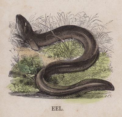 Eel (coloured engraving) 作者 英语学校