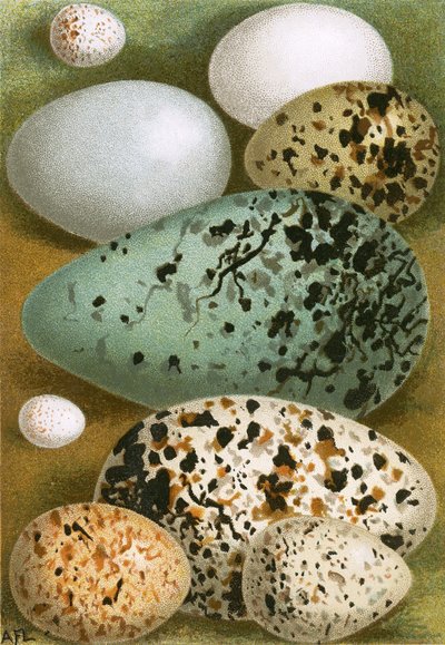 蛋 作者 英语学校