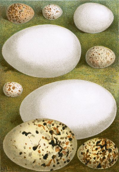 蛋 作者 英语学校
