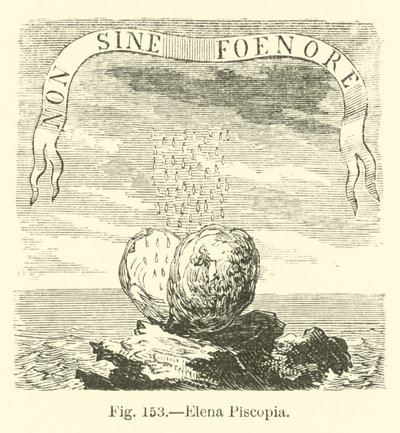 Elena Piscopia 作者 英语学校