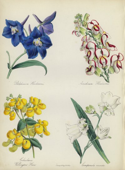 英国花圃Delphinium Hendersonu, Antirrhinum Hendersonu, Calceolaria Wellinton Hoero, Campanula coronata (color litho) 作者 英语学校