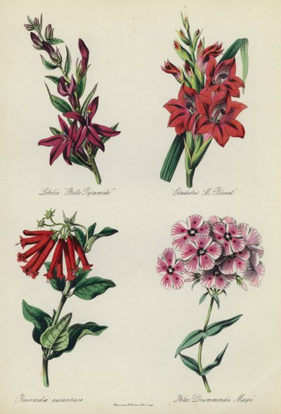 英国花园：山梗菜“ Belle Pyramide”，唐Gla蒲“ M Blouet”，布瓦迪亚·奥兰提卡（Bouvardia aurantiaca），福禄考·德拉蒙蒙德·梅伊 作者 English School