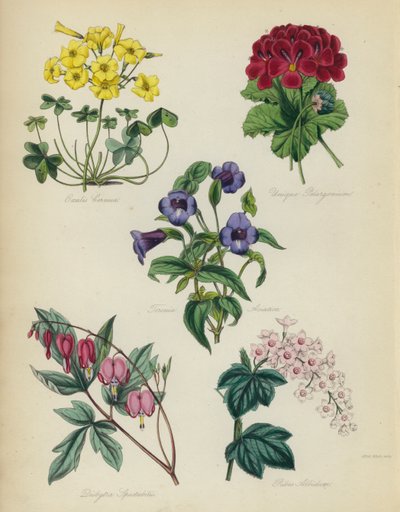 英国花园：Oxalis看到是独特的天竺葵，亚洲Torenia，Dielytra海芋，Ribes Albidum 作者 英语学校