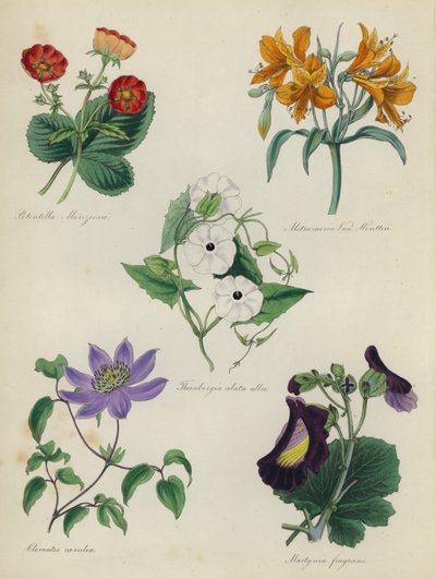 英式花园：委陵菜孟席斯ii，鸢尾花，秋葵，白铁线莲，鸢尾，Martynia fragrans 作者 英语学校