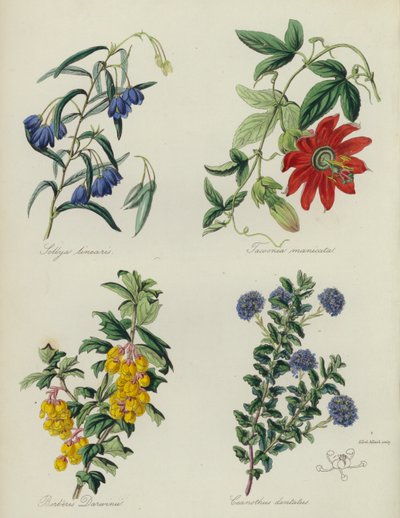 英国花圃线形 Sollya、Tacsonia manicata、达尔文小檗、齿形山龙眼（彩色石版画） 作者 英语学校