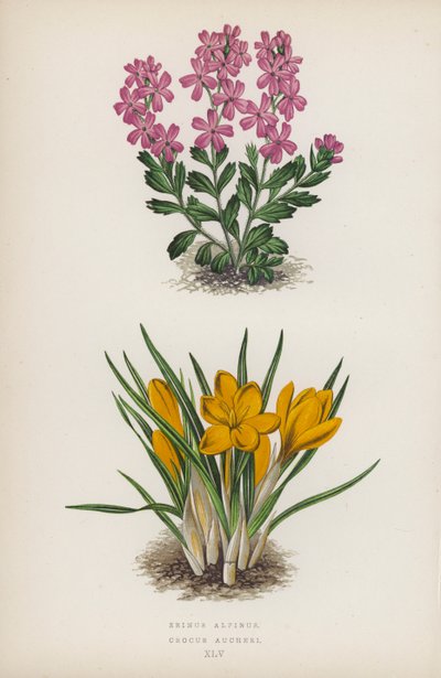 阿尔卑斯山鸢尾花；欧芹（彩色石版画） 作者 英语学校