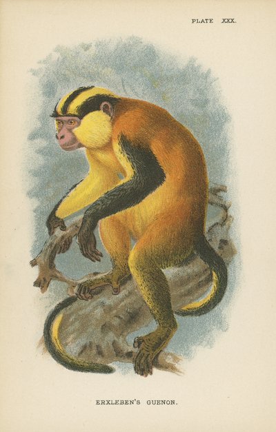 Erxlebens Guenon 作者 英语学校