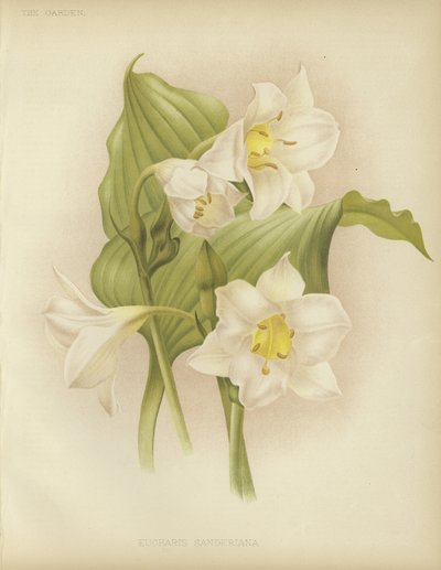 Eucharis sanderiana 作者 英语学校
