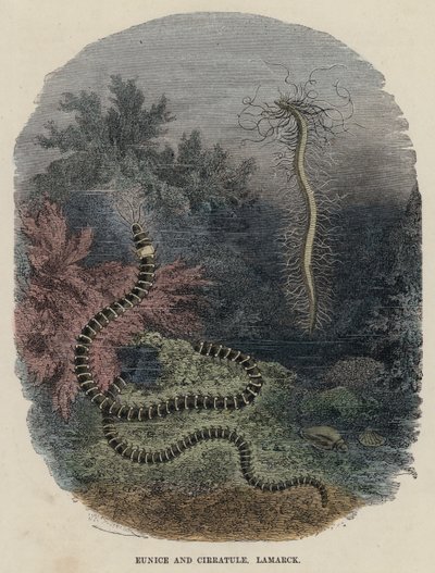 Eunice 和 Cirratule，拉马克（彩色雕刻） 作者 英语学校