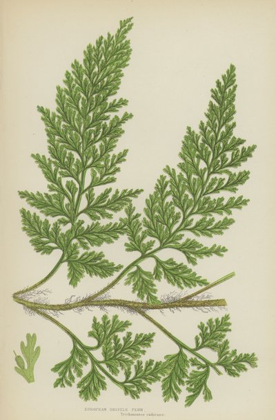 European Bristle Fern (colour litho) 作者 英语学校