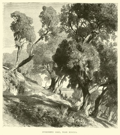 Evergreen Oaks，靠近夏卡 作者 英语学校