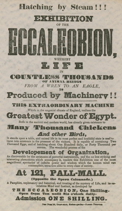 Eccaleobion的展览 作者 英语学校