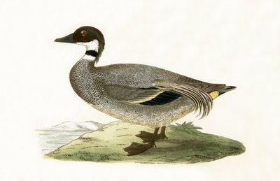Falcated Teal，来自“不列颠群岛未观察到的欧洲鸟类历史”的插图作者Charles Robert Bree（1811-86），1867年出版 作者 英语学校