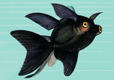 Fantail Blackmoor 作者 英语学校