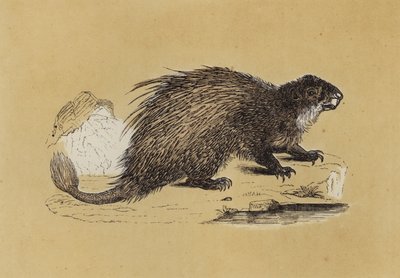 箭猪（彩色石版画） 作者 英语学校