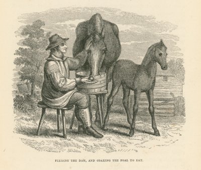 给母马喂食，哄小马驹进食（雕刻） 作者 英语学校