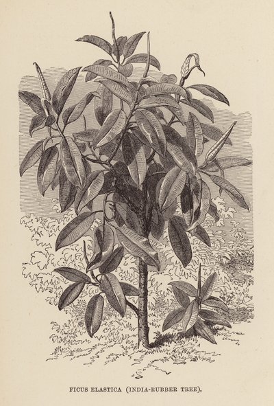 印度橡胶树（雕刻） 作者 英语学校
