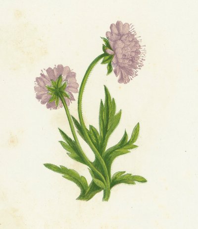 Field Knautia，Knautia Arvensis 作者 英语学校