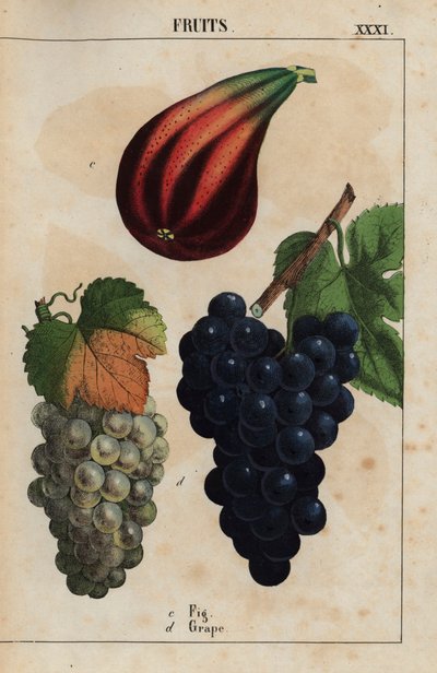 无花果和葡萄，选自《教学图画书，或蔬菜世界的课程》，[夏洛特-玛丽-永格]，爱丁堡 作者 英语学校