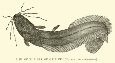 加利利海的鱼，Clarias macracanthus 作者 英语学校