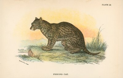 钓鱼猫 作者 英语学校