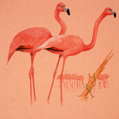 火烈鸟 作者 英语学校