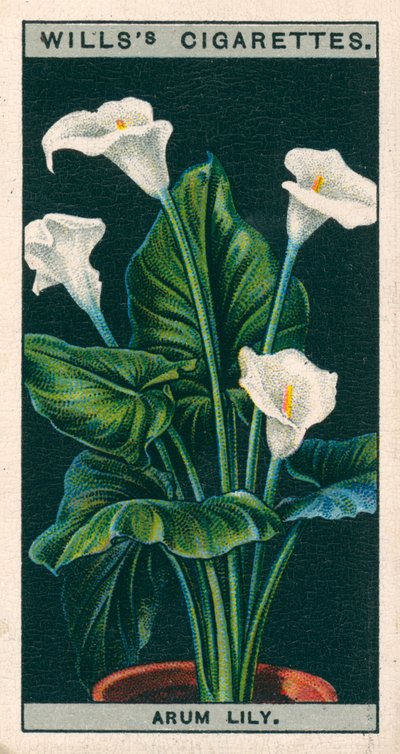 盆栽花卉旱金莲或绣线菊（chromolitho） 作者 英语学校