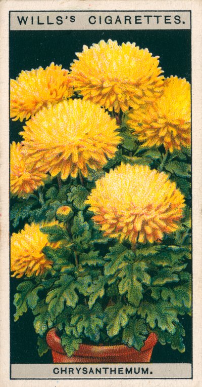 盆栽花卉矮小菊花 (chromolitho) 作者 英语学校