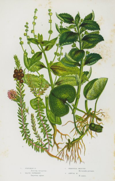 大不列颠的开花植物。Asarabacca, Black Crowberry, Perennial Mercury, Annual Mercury（彩色平版）。 作者 英语学校