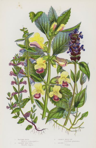 Flowering Plants of Great Britain: Bastard Balm, Common Self Heal, Common Skull Cap, Lesser Skull Cap (colour litho) 作者 英语学校