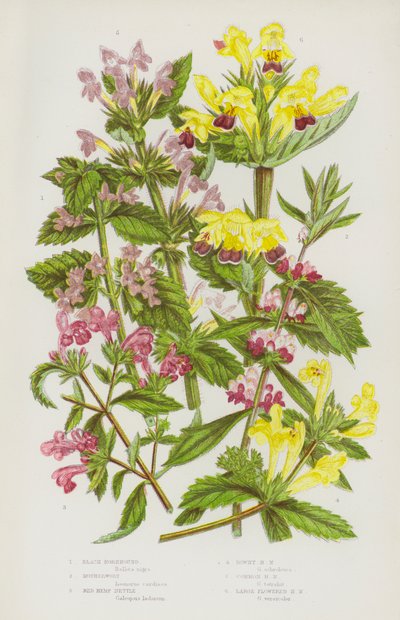 大不列颠的开花植物：黑荨麻、益母草、红荨麻、绒毛荨麻、普通荨麻、大花荨麻（彩色石印本） 作者 英语学校