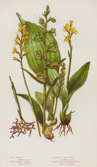 英国的开花植物：沼泽兰花、二叶唇瓣、无刺珊瑚根、阔叶藜芦（彩色石版画） 作者 英语学校