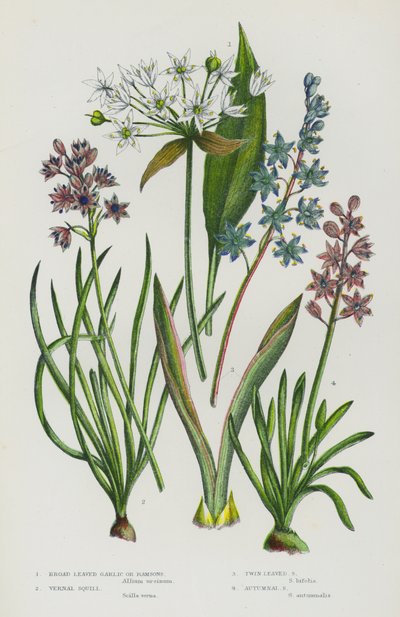 Flowering Plants of Great Britain: Broad Leaved Garlic or Ramsons, Vernal Squill, Twin Leaved Squill, Autumnal Squill (colour litho) 作者 英语学校