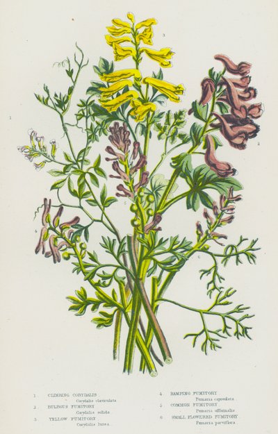大不列颠的开花植物：攀援堇菜、球茎烟梗、黄烟梗、匍匐烟梗、普通烟梗、小花烟梗（彩色石印本） 作者 英语学校