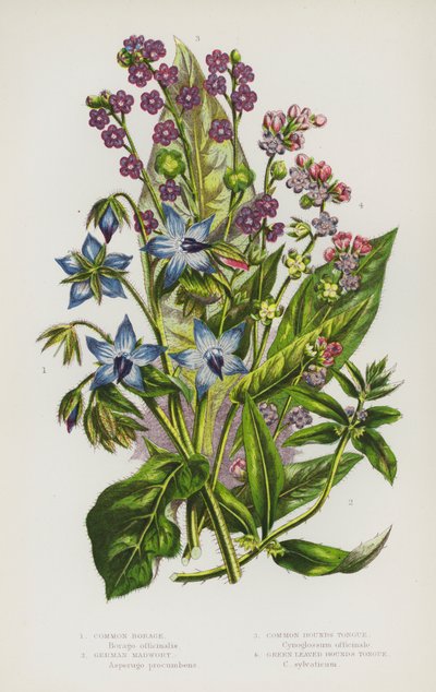 大不列颠的开花植物：普通琉璃苣、德国疯草、普通猎犬舌、绿叶猎犬舌（彩色石印本） 作者 英语学校