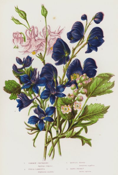 英国的开花植物：Common Columbine、Field Larkspur、Monk