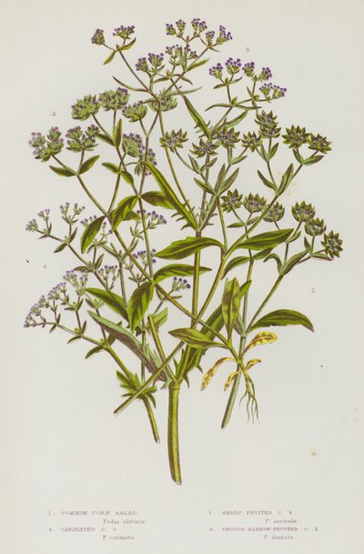 Flowering Plants of Great Britain: Common Corn Salad, Carinated Corn Salad, Sharp-Fruited Corn Salad, Smooth Narrow-Fruited Corn Salad (colour litho) 作者 英语学校