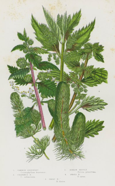 英国的开花植物：普通金鱼草、手无寸铁的金鱼草、罗马荨麻、小荨麻、大荨麻（彩色石版画） 作者 英语学校