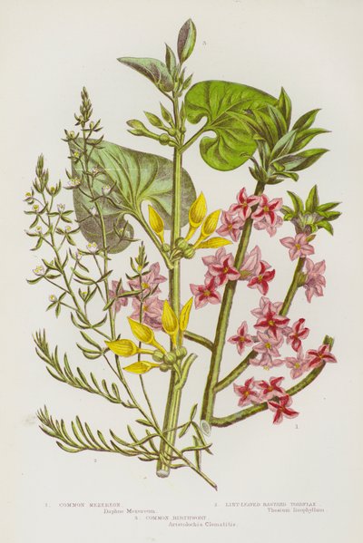 Flowering Plants of Great Britain: Common Mezereon, Lint-Leaved Bastard Toadflax, Common Birthwort (colour litho) 作者 英语学校