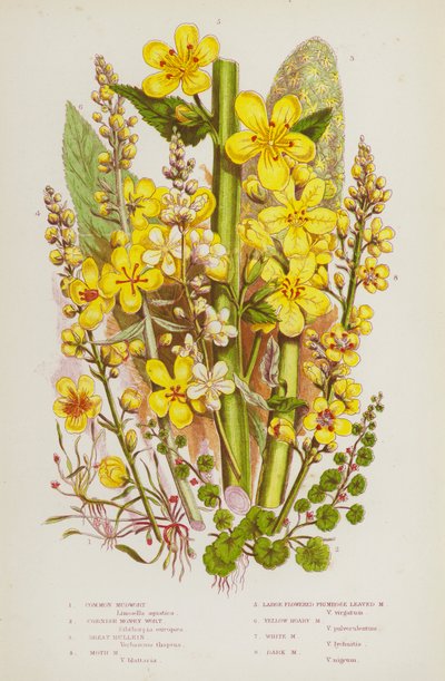 Flowering Plants of Great Britain: Common Mudwort, Cornish Money Wort, Great Mullein, Moth Mudwort, Large Flowered Primrose Leaved Mudwort, Yellow Hoary Mudwort, White Mudwort, Dark Mudwort (colour litho) 作者 英语学校