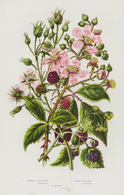 大不列颠的开花植物：普通覆盆子、普通荆棘、露莓（彩色石印本） 作者 英语学校