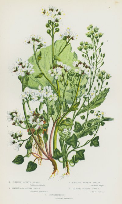 Flowering Plants of Great Britain: Common Scurvy Grass, Greenland Scurvy Grass, English Scurvy Grass, Danish Scurvy Grass, Horseradish (colour litho) 作者 英语学校